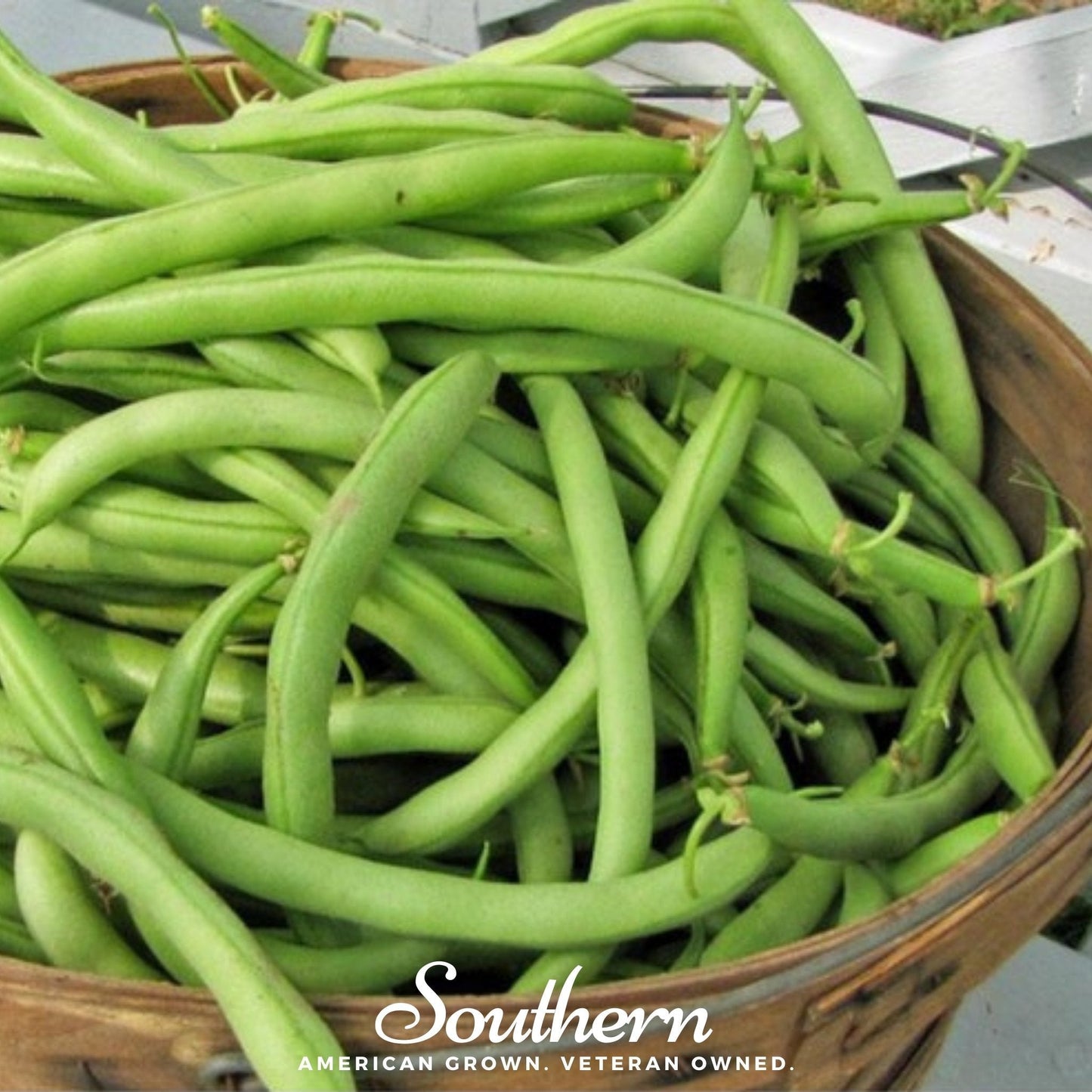 Contender Bean (Bush) ā 30 Seeds