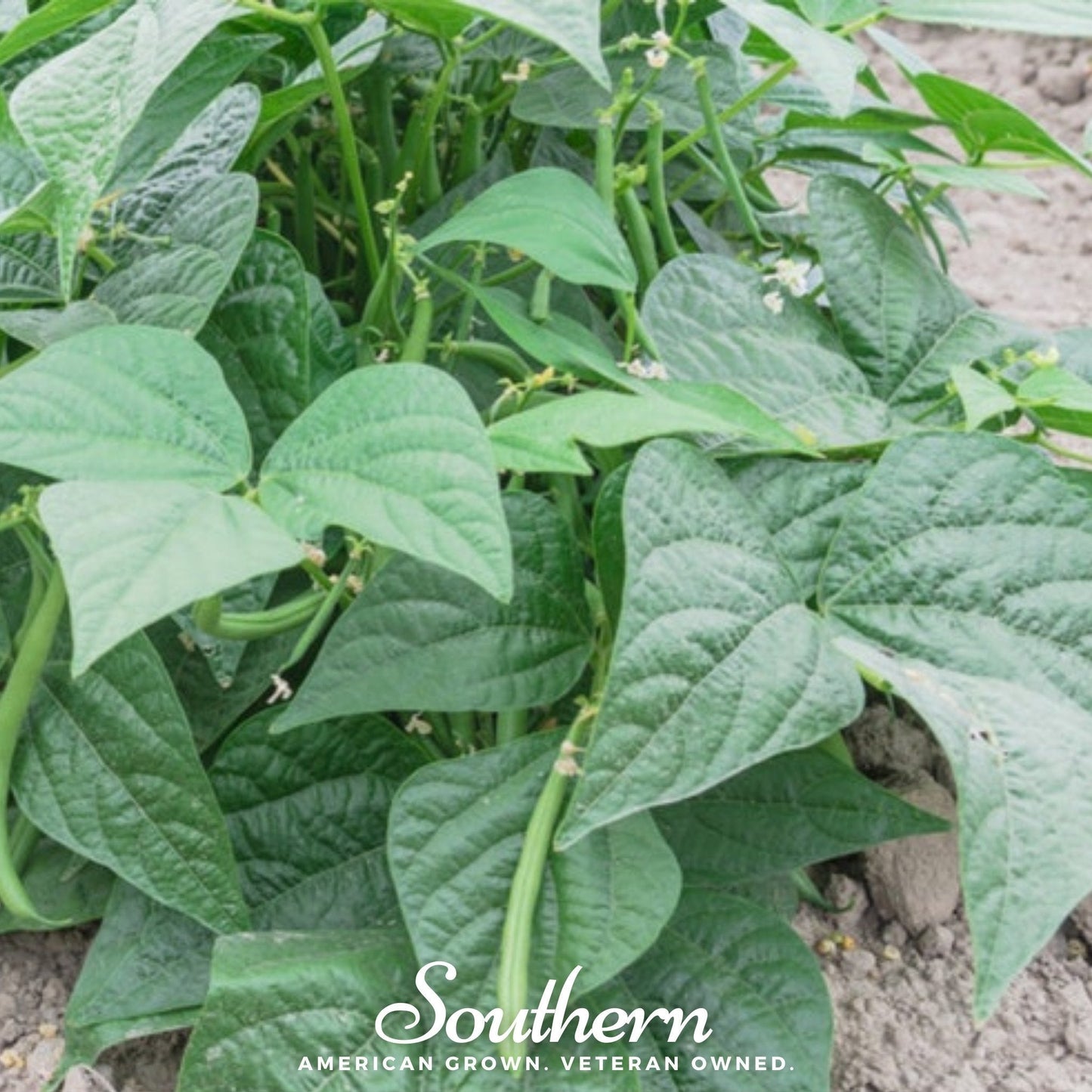 Contender Bean (Bush) ā 30 Seeds