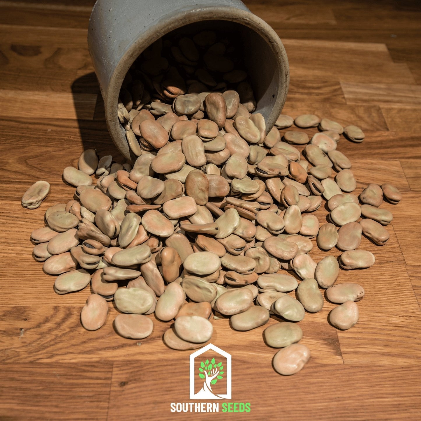 Broad Windsor Fava Bean ā 10 Seeds