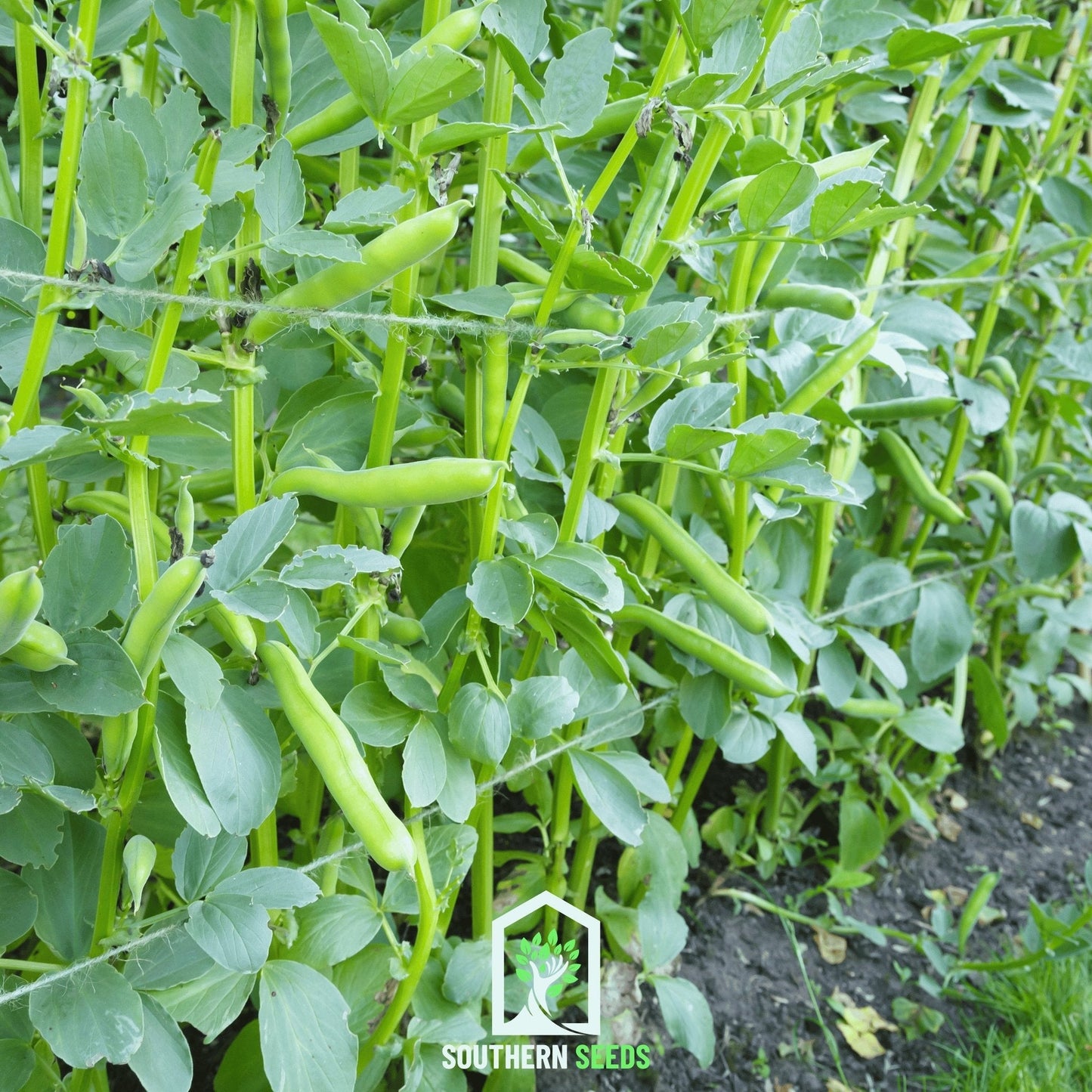 Broad Windsor Fava Bean ā 10 Seeds