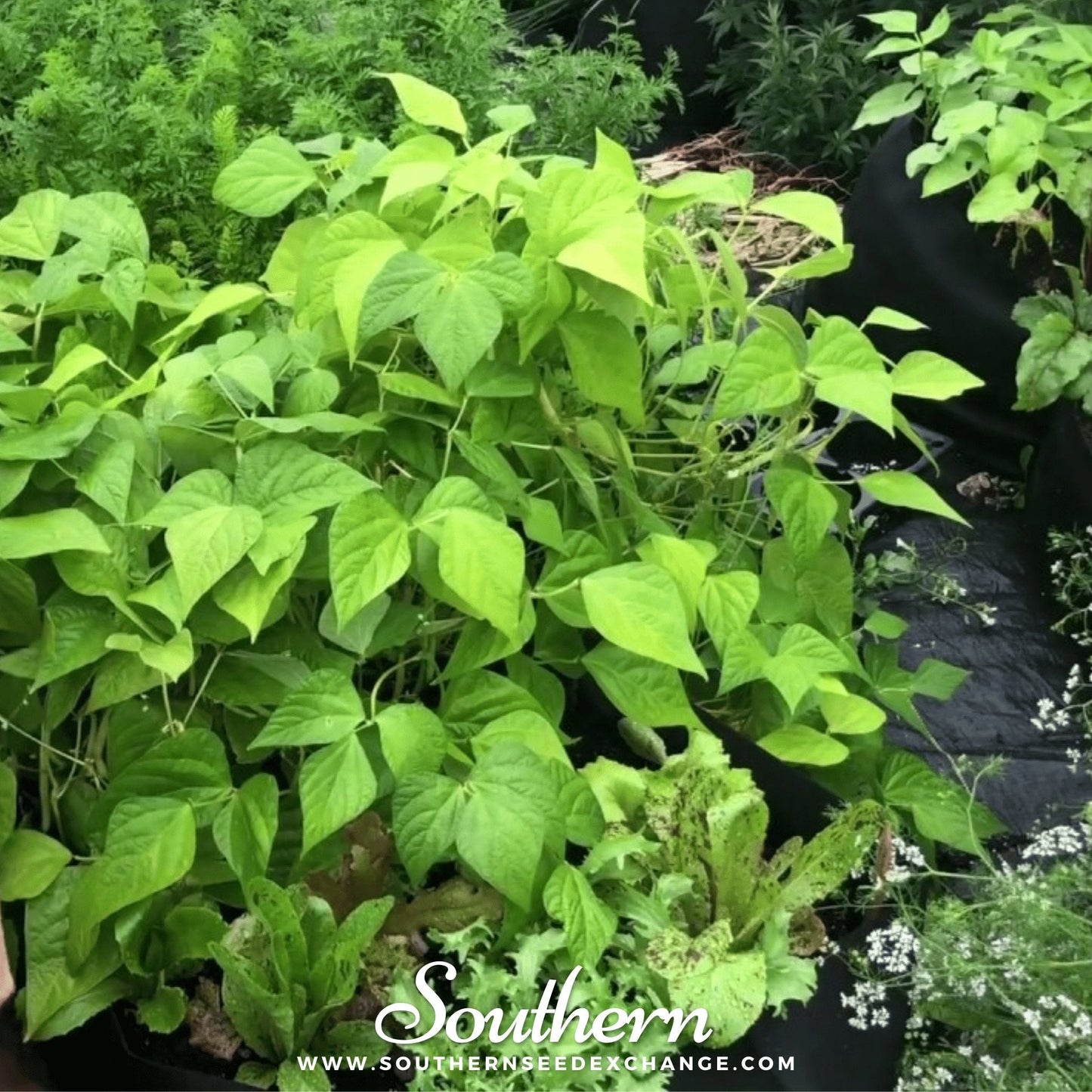Gold Rush Bean (Bush) ā 30 Seeds