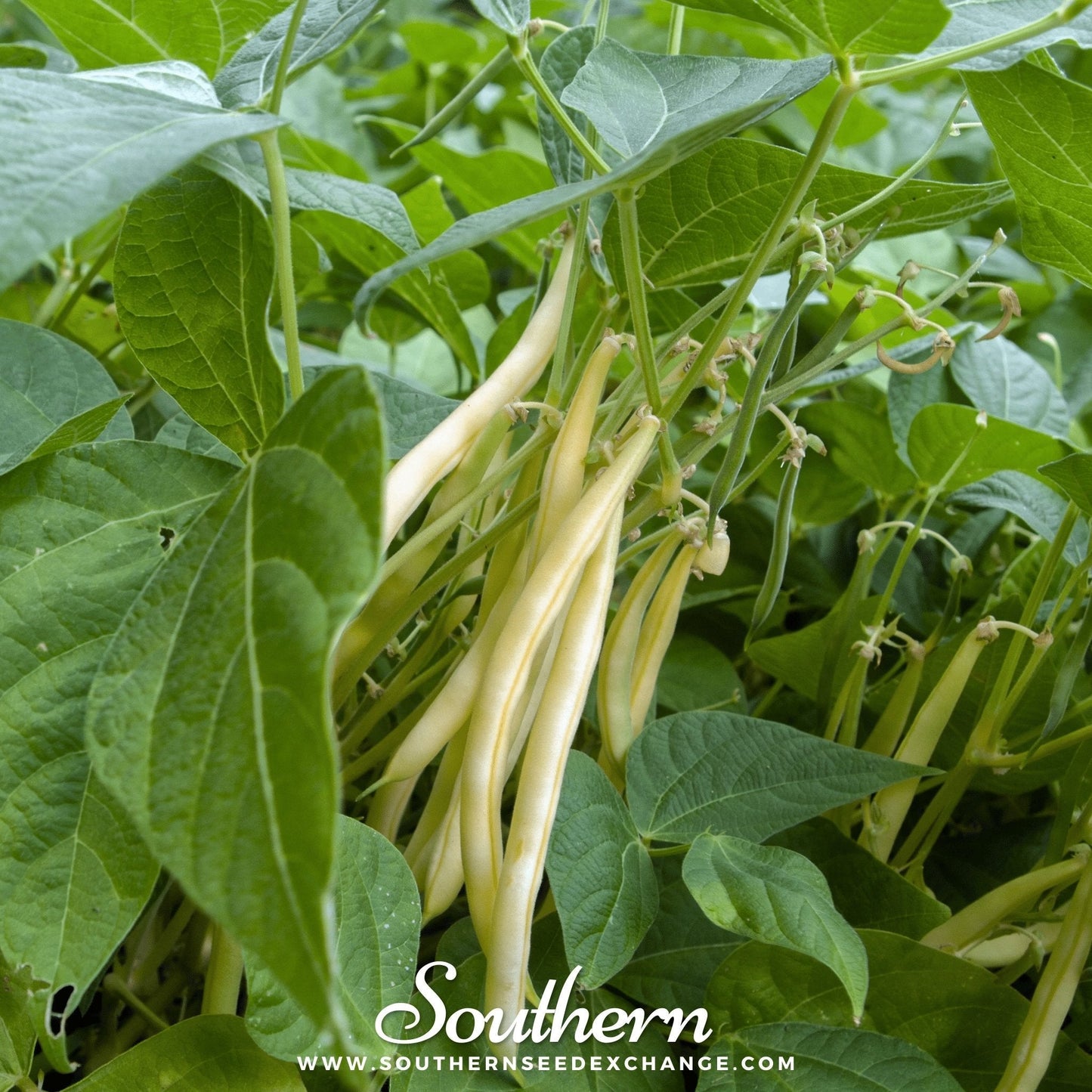 Gold Rush Bean (Bush) ā 30 Seeds