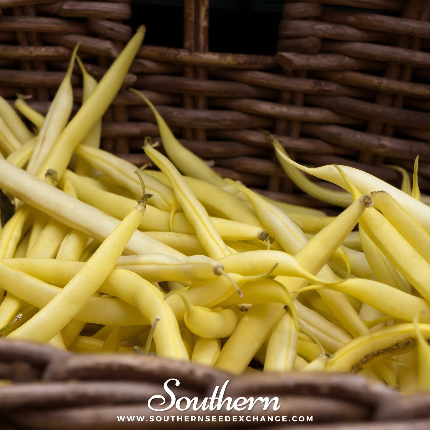 Gold Rush Bean (Bush) ā 30 Seeds