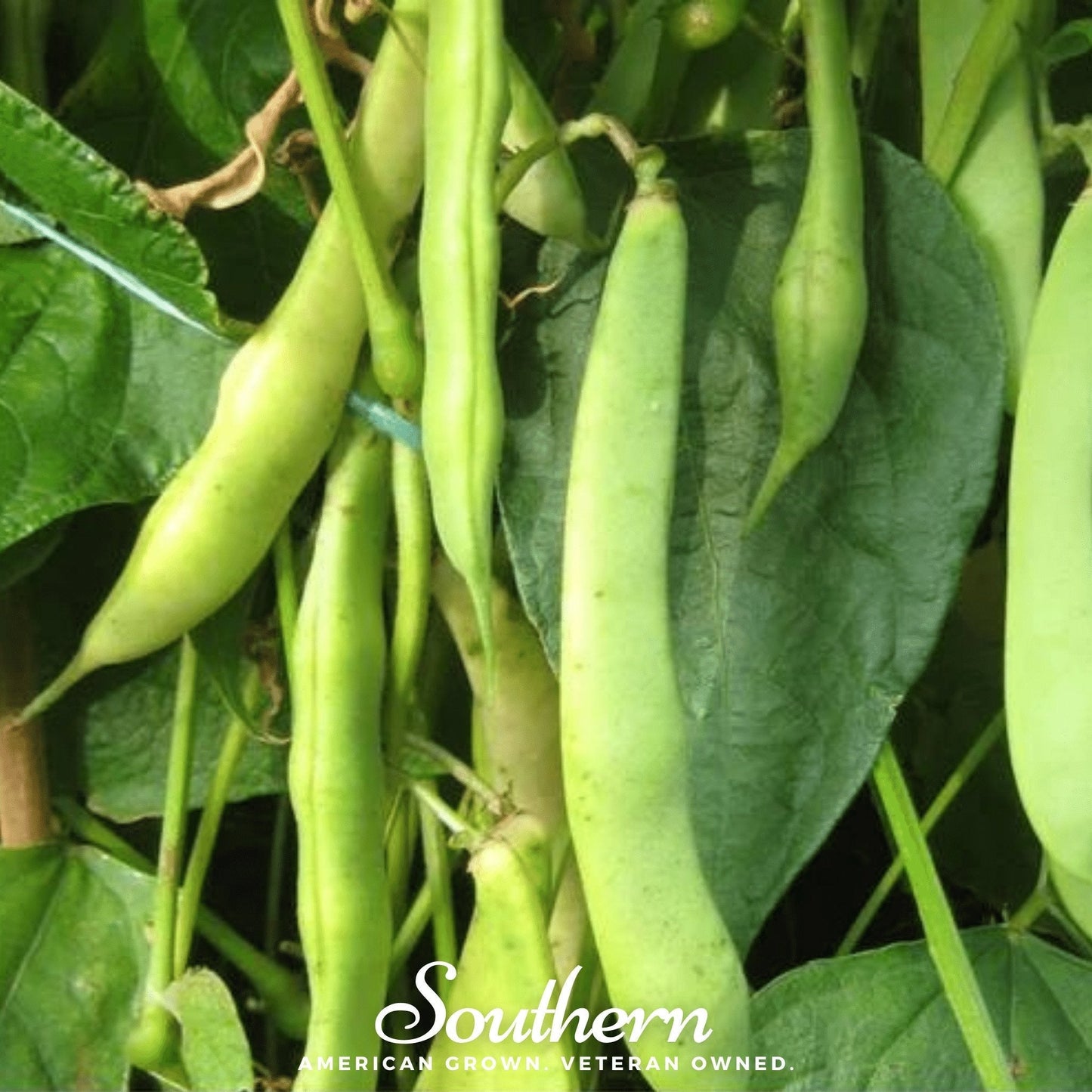 Dark Red Kidney Bean (Bush) ā 20 Seeds