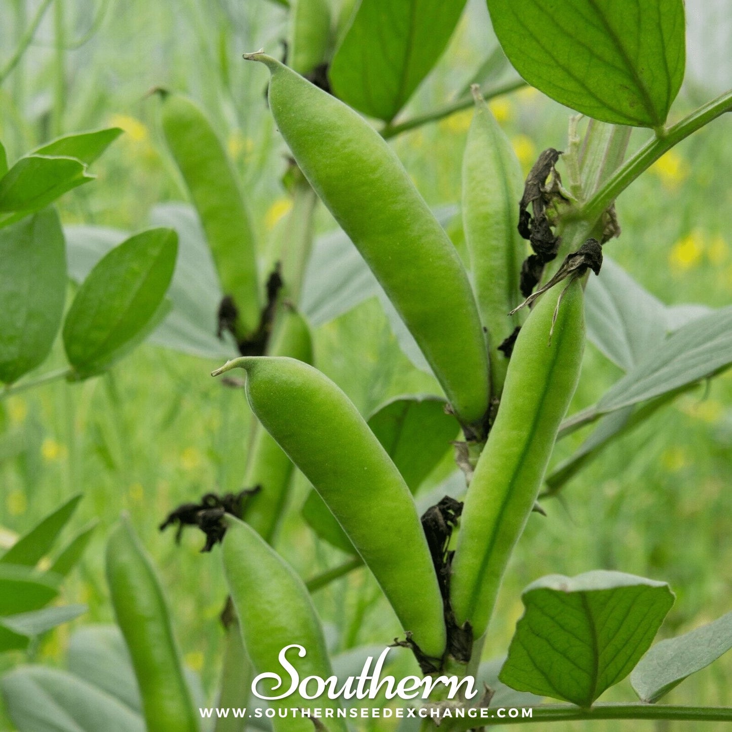 Henderson Lima Bean (Pole) ā 15 Seeds