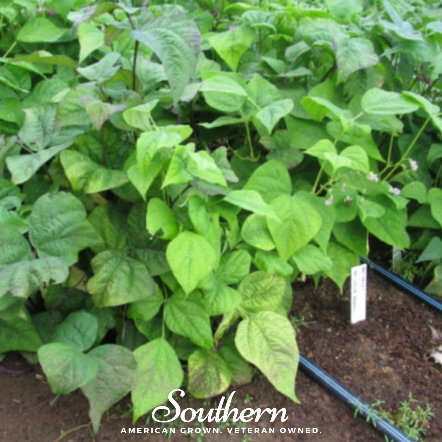 Multicolored Mix Lima Bean (Pole) ā 30 Seeds
