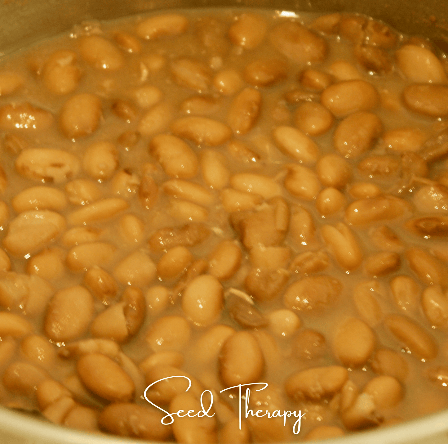 Pinto Bean ā 20 Seeds