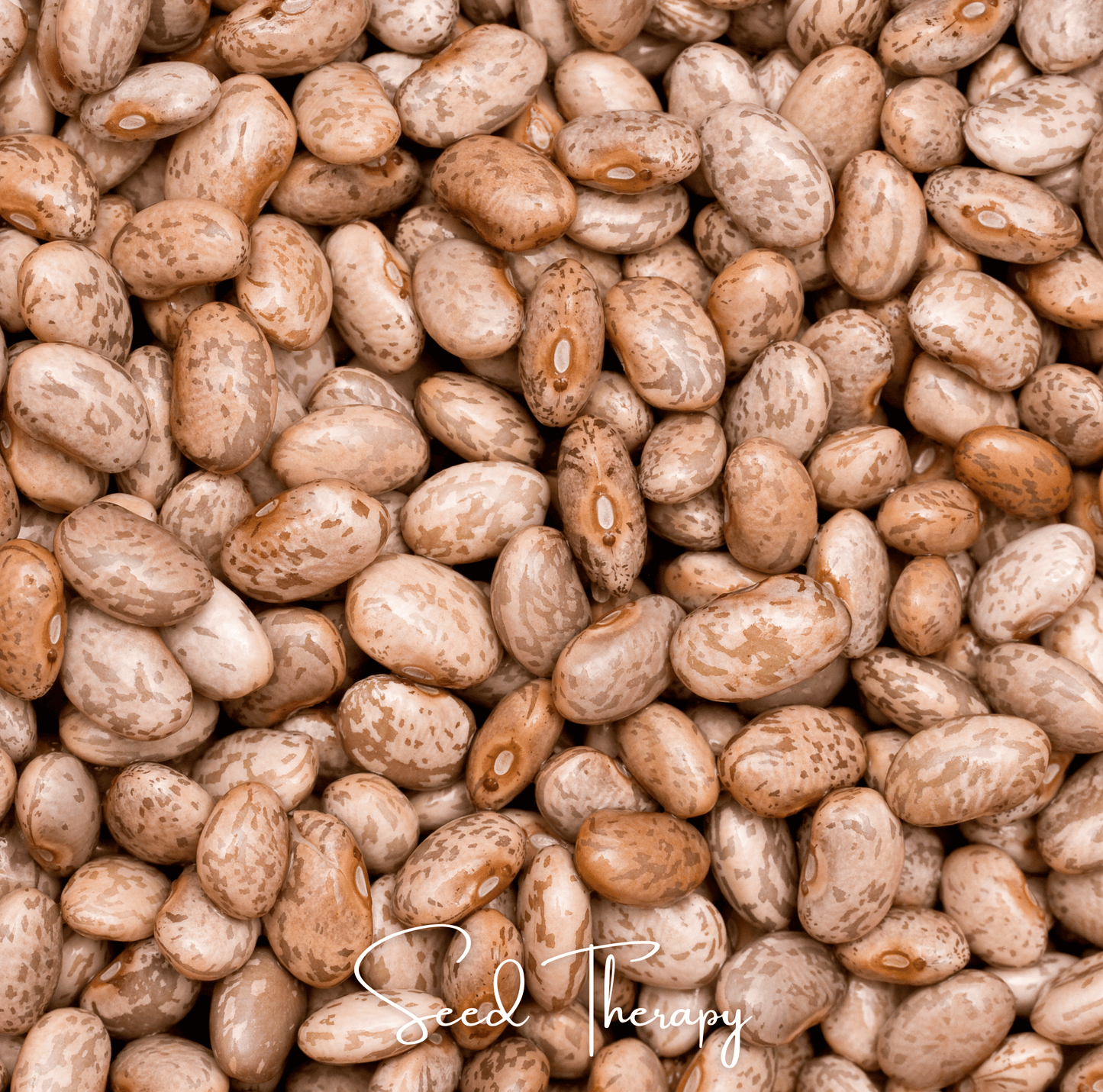 Pinto Bean ā 20 Seeds
