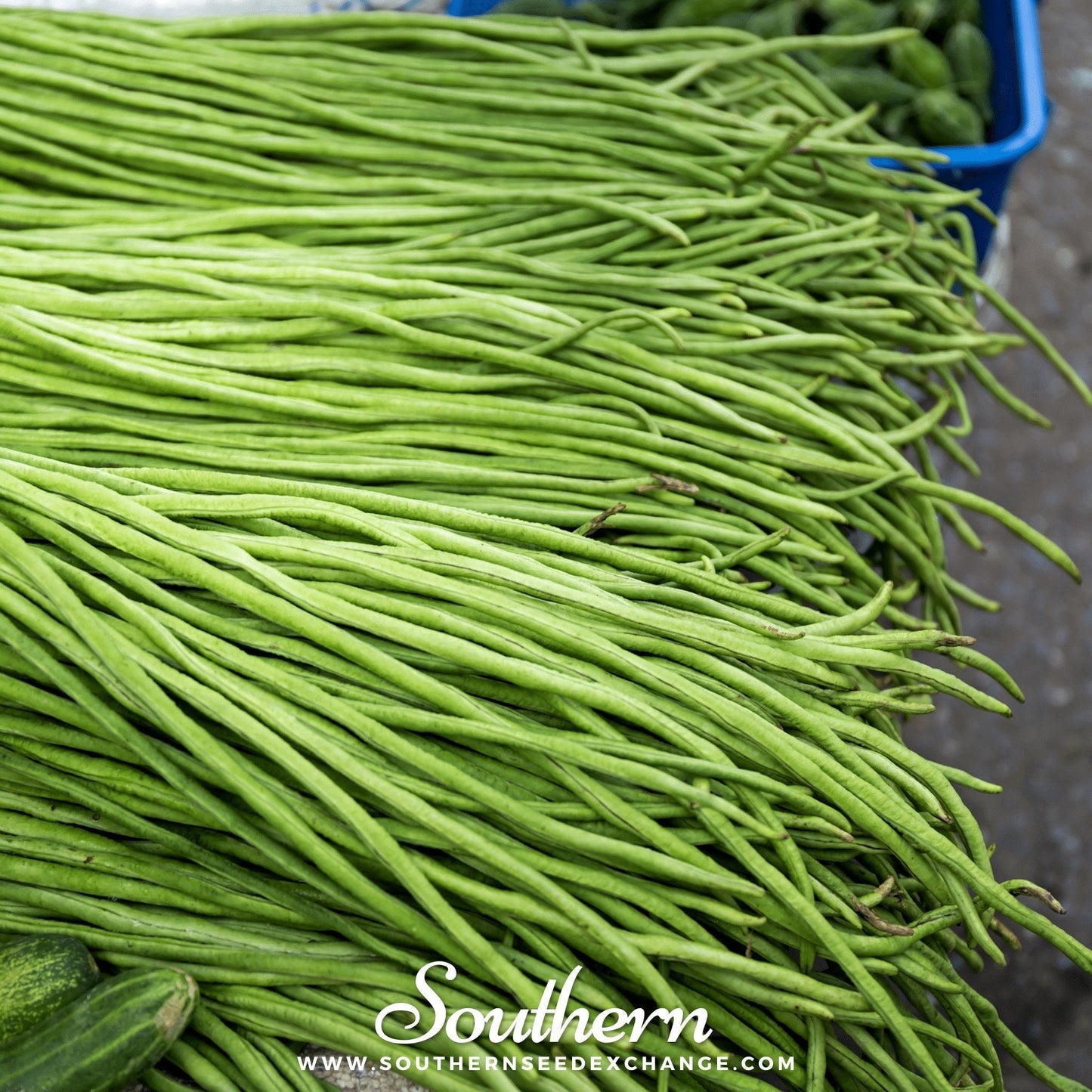 Yard Long Green Bean (Pole) ā 15 Seeds