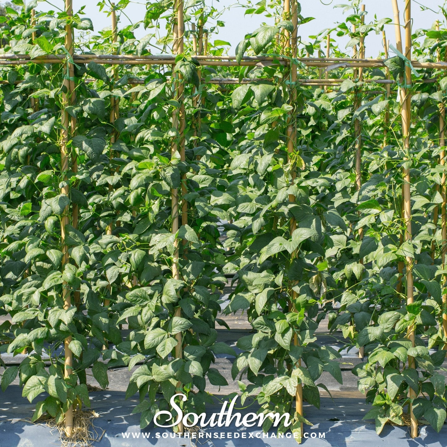 Yard Long Green Bean (Pole) ā 15 Seeds