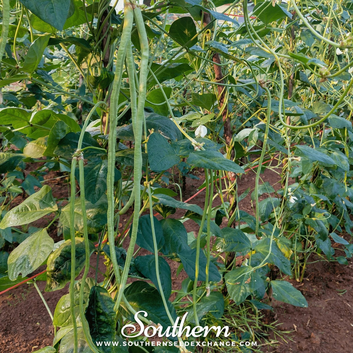 Yard Long Green Bean (Pole) ā 15 Seeds