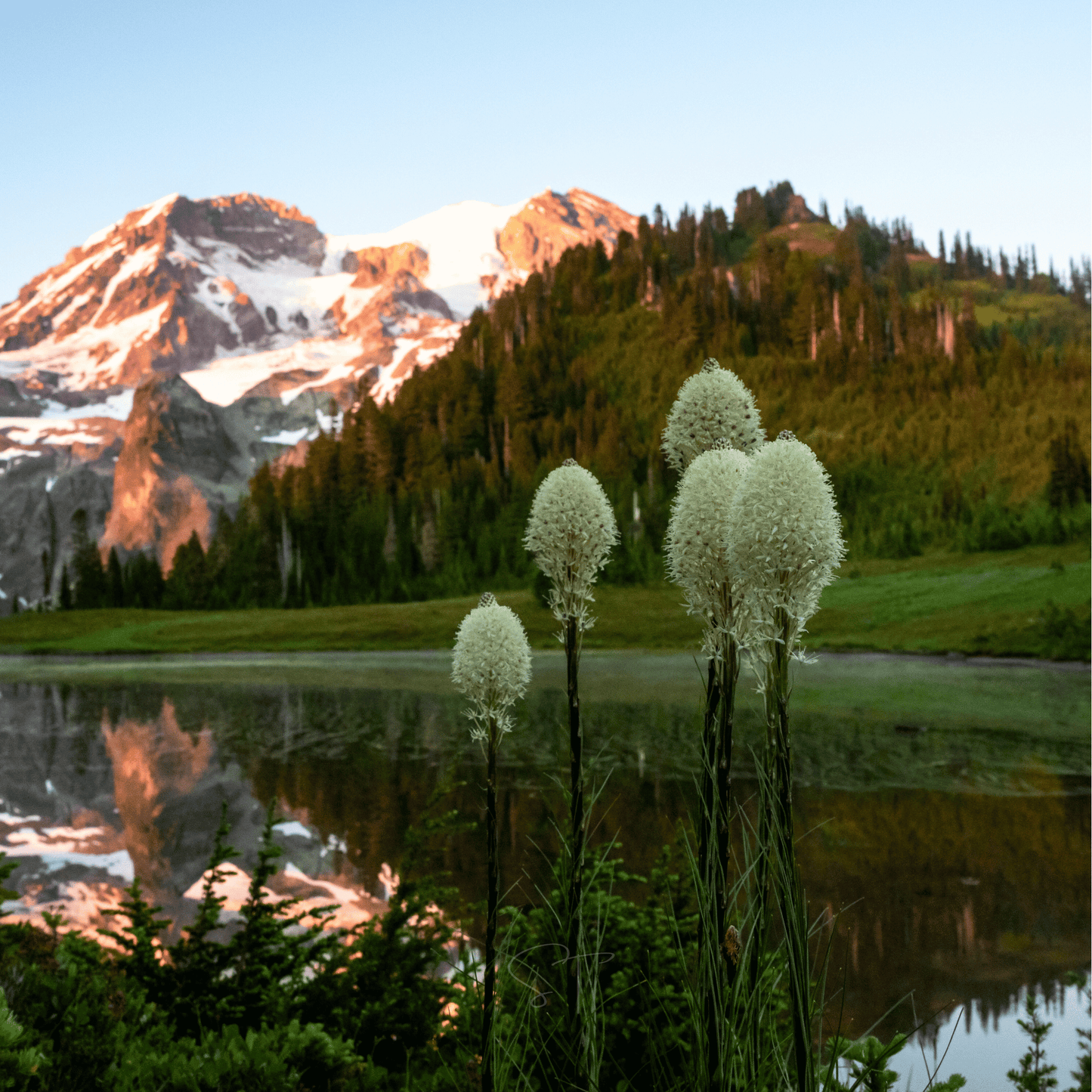 Bear Grass ā 50 Seeds