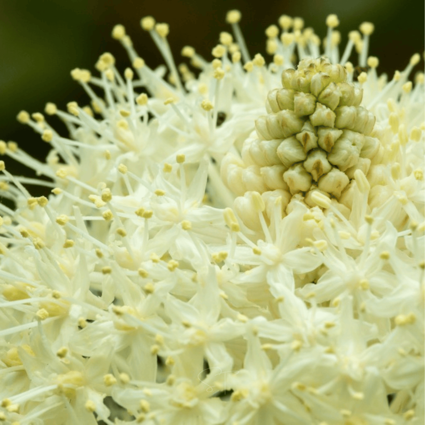 Bear Grass ā 50 Seeds