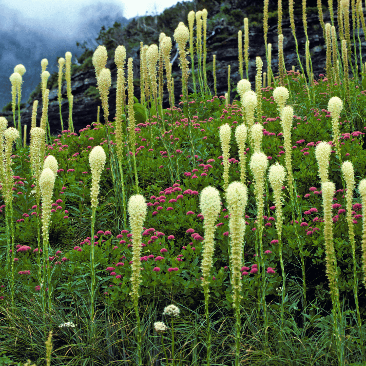 Bear Grass ā 50 Seeds