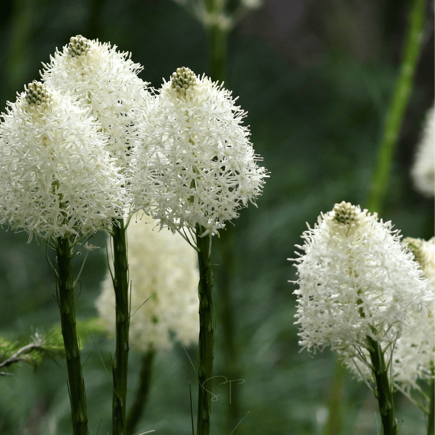 Bear Grass ā 50 Seeds