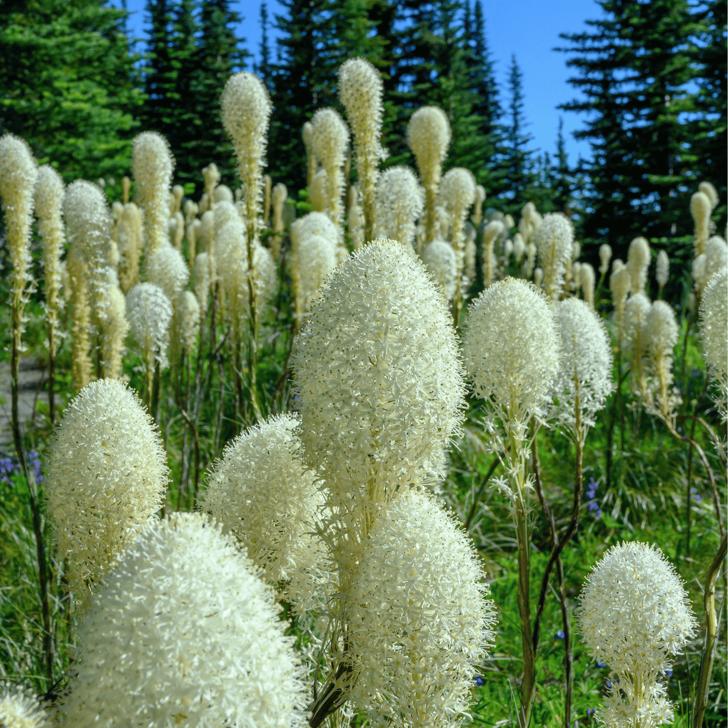 Bear Grass ā 50 Seeds