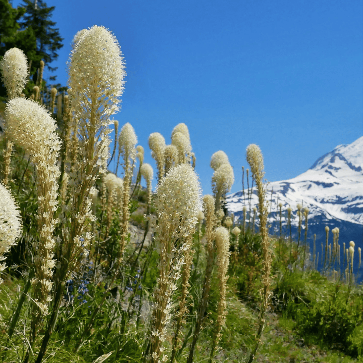 Bear Grass ā 50 Seeds