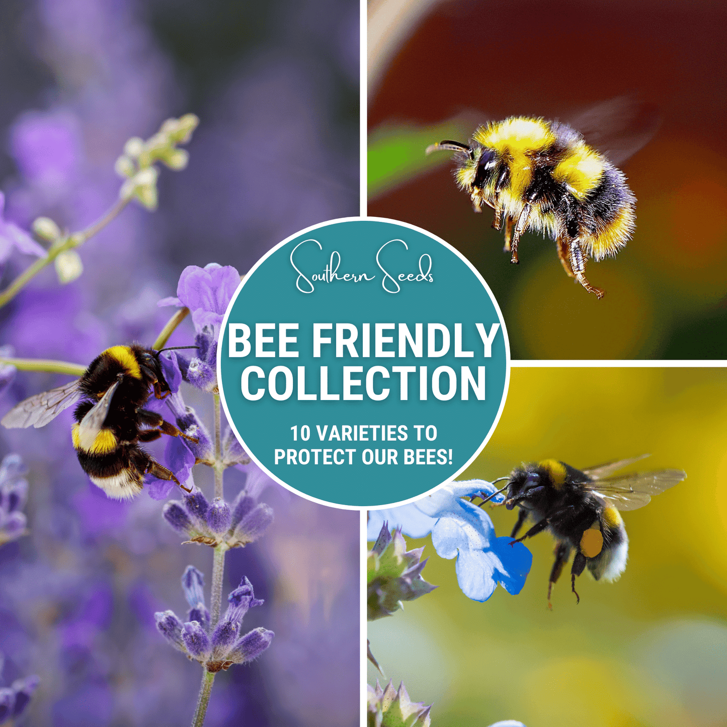 Bee Friendly Collection ā 10 Flower Varieties
