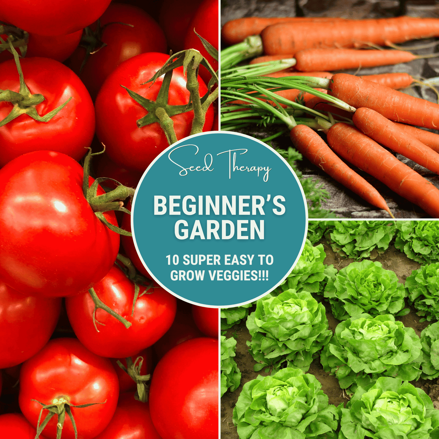 Beginner Vegetable Seed Collection ā 10 Varieties