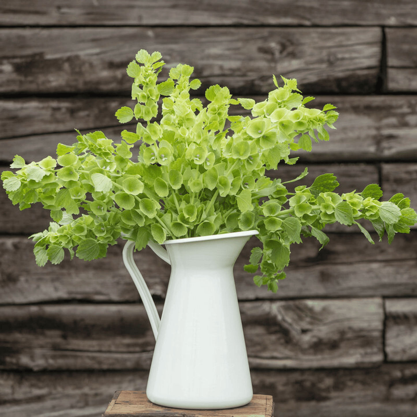 Bells of Ireland ā 100 Seeds