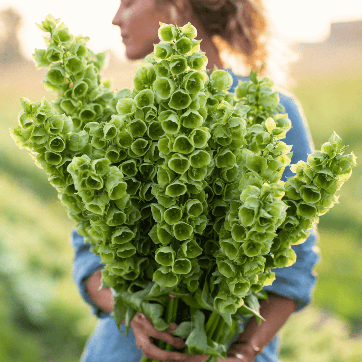 Bells of Ireland ā 100 Seeds