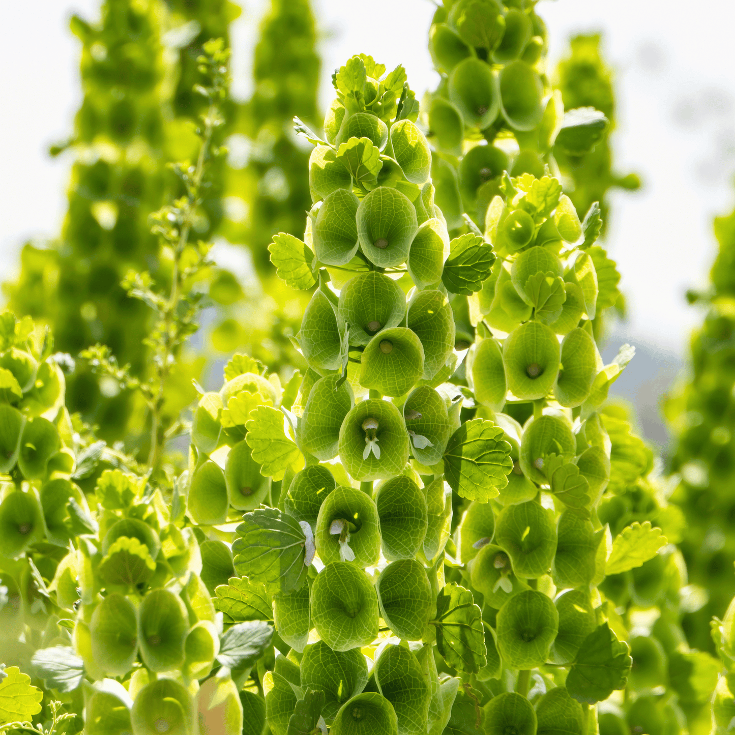 Bells of Ireland ā 100 Seeds