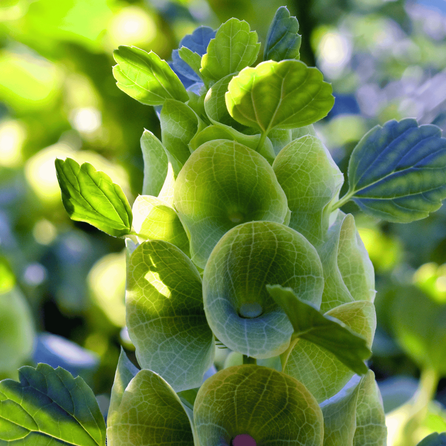 Bells of Ireland ā 100 Seeds