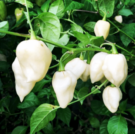 Bhut Jolokia, White Ghost Chili Pepper, World'S Hottest Pepper, Capsicum Chinense - 10 Seeds