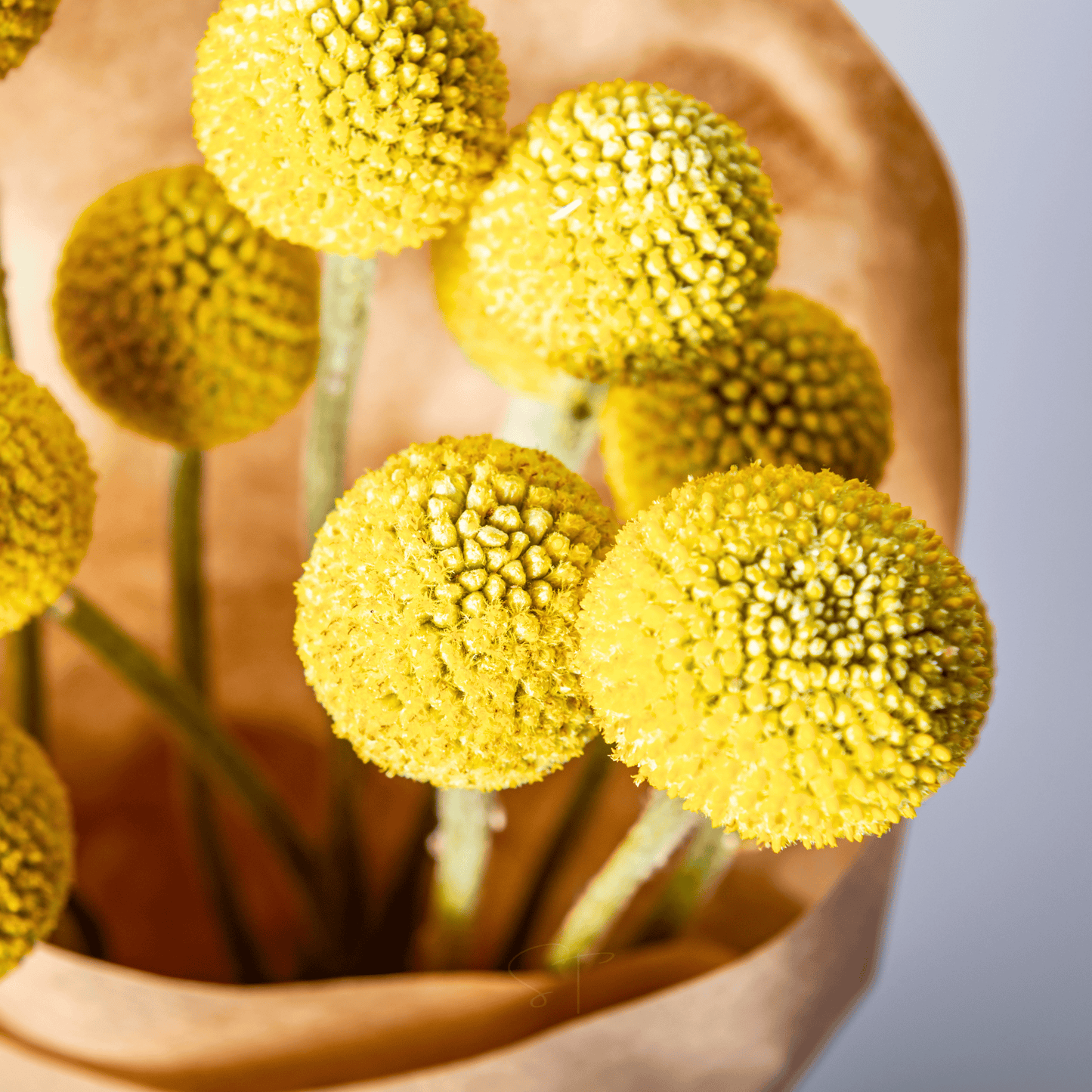 Billy Buttons (Drumsticks) ā 50 Seeds
