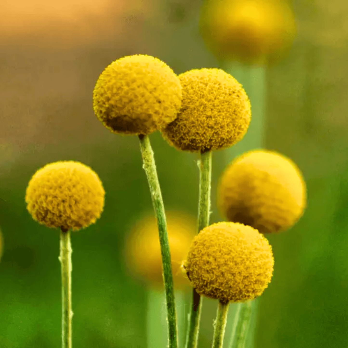 Billy Buttons (Drumsticks) ā 50 Seeds
