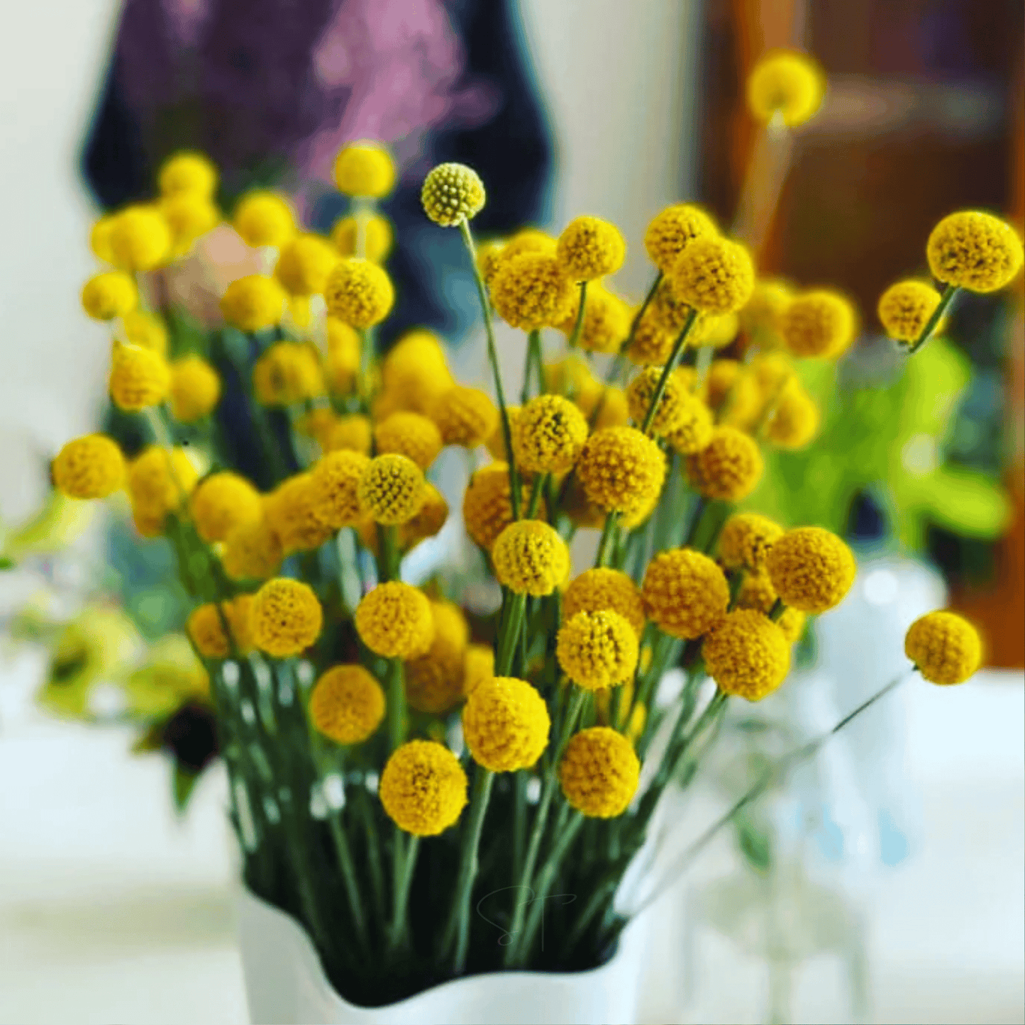 Billy Buttons (Drumsticks) ā 50 Seeds