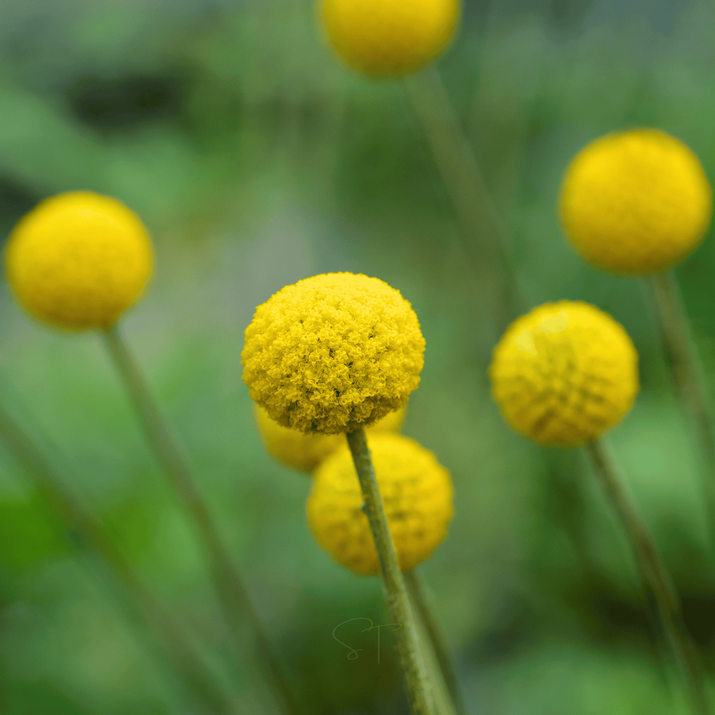 Billy Buttons (Drumsticks) ā 50 Seeds