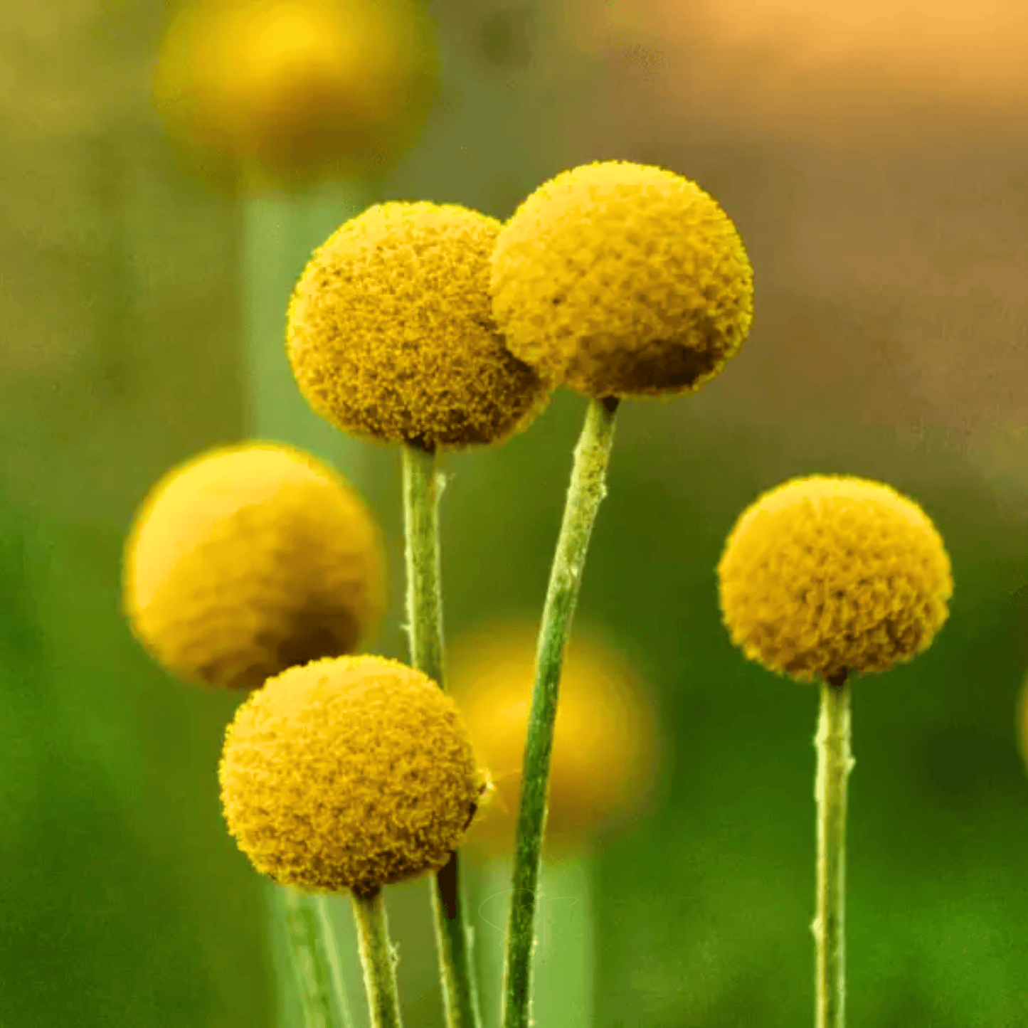 Billy Buttons (Drumsticks) ā 50 Seeds