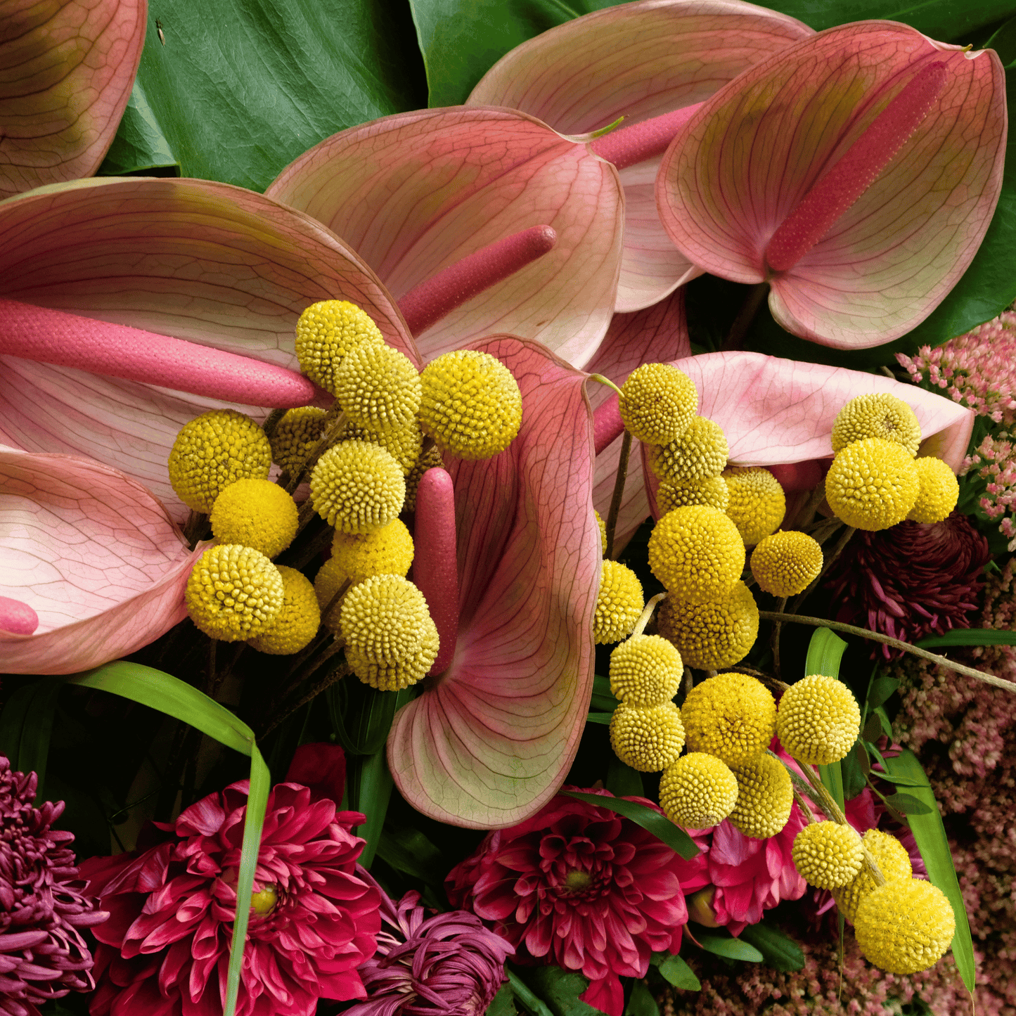 Billy Buttons (Drumsticks) ā 50 Seeds