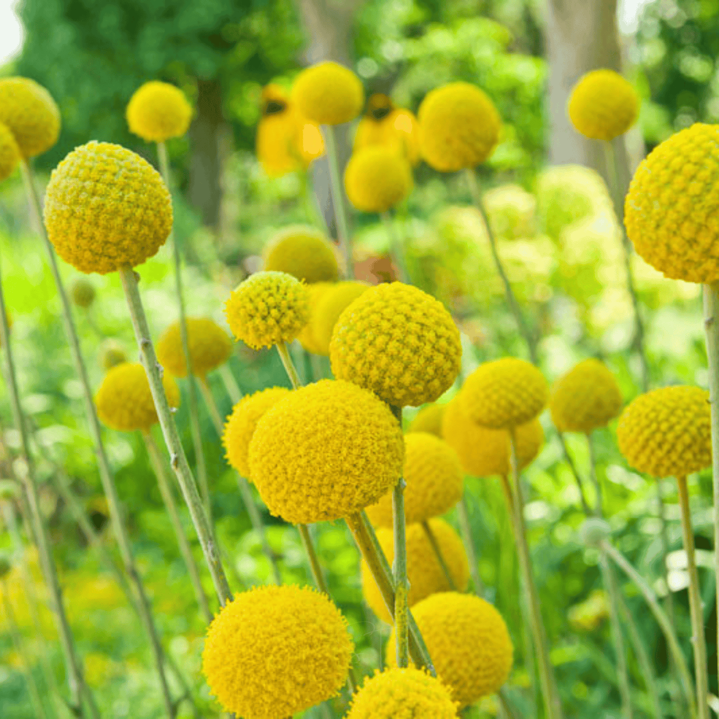 Billy Buttons (Drumsticks) ā 50 Seeds