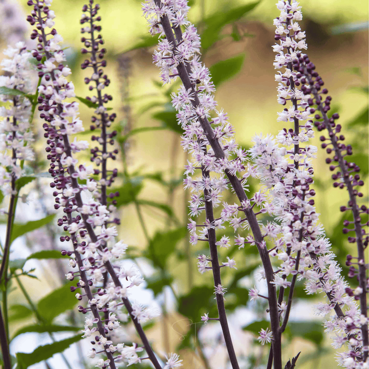 Black Cohosh (Bugbane) ā 25 Seeds
