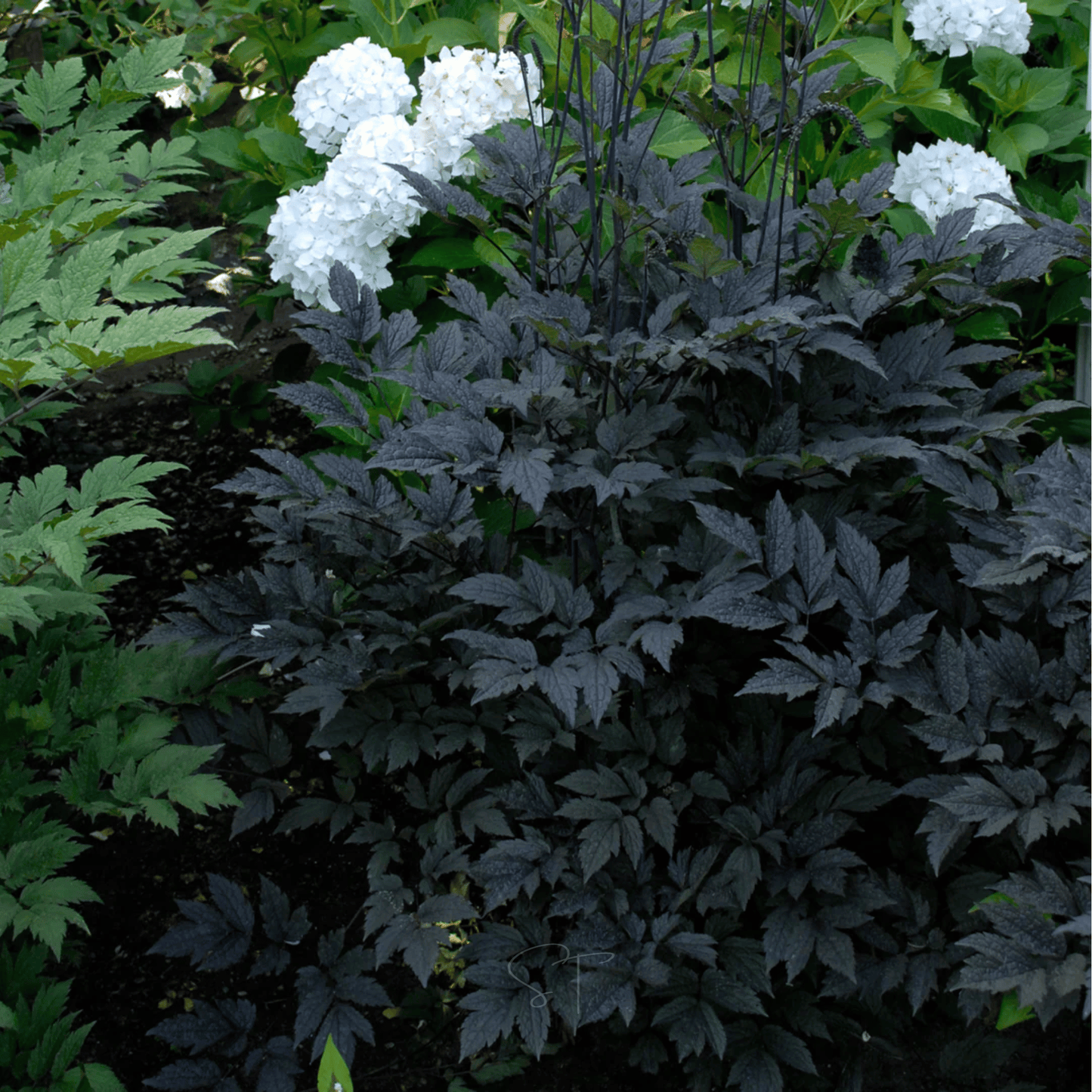 Black Cohosh (Bugbane) ā 25 Seeds