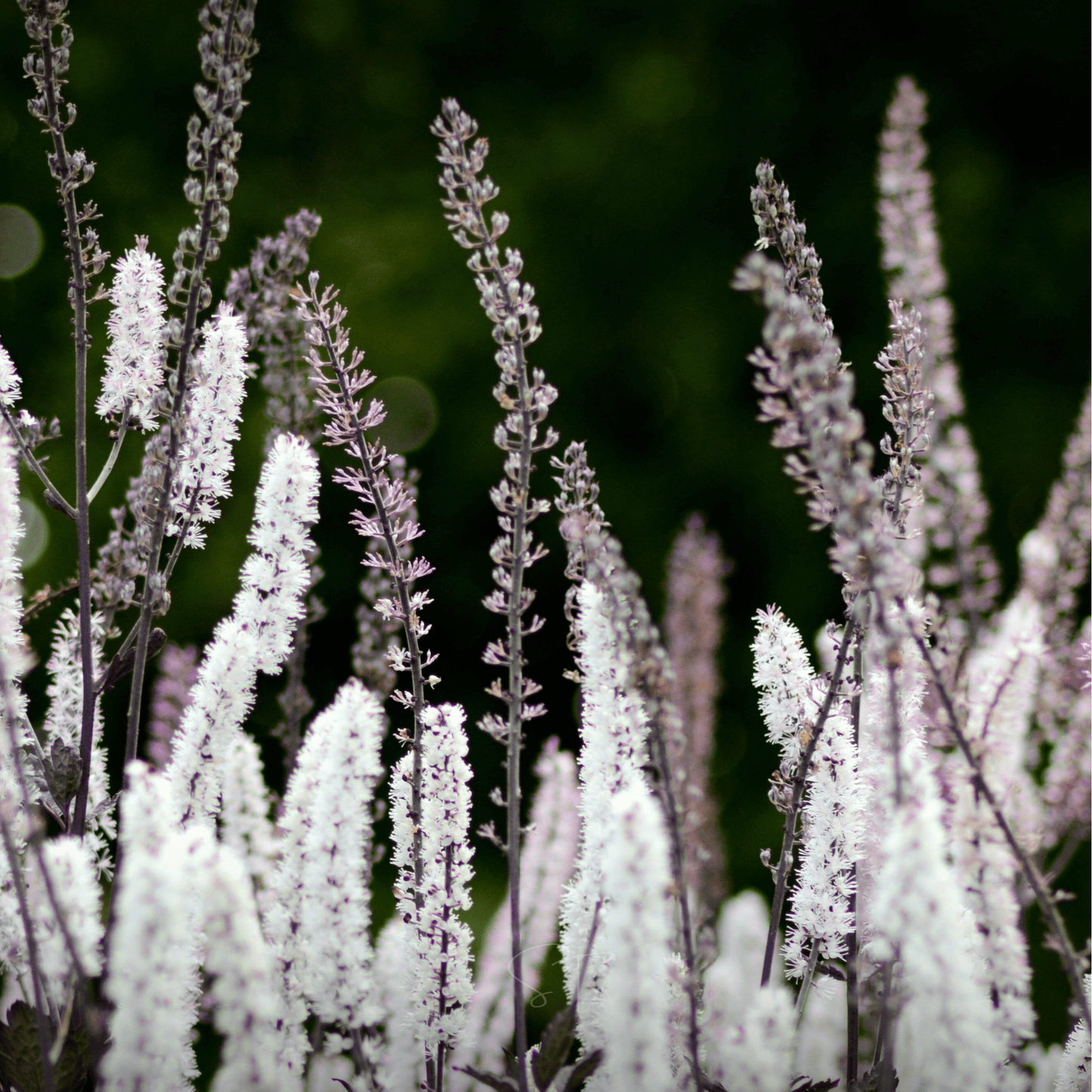 Black Cohosh (Bugbane) ā 25 Seeds