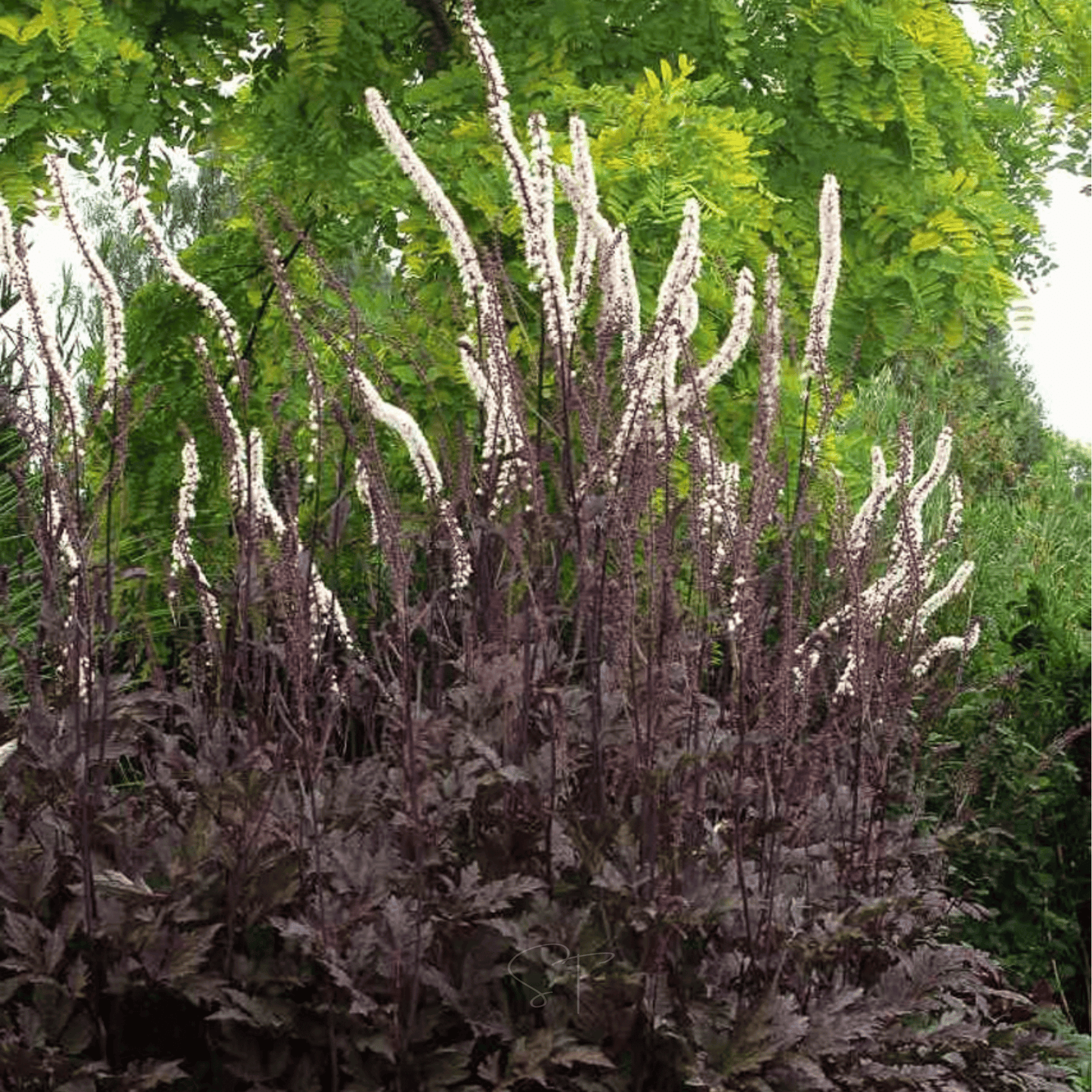 Black Cohosh (Bugbane) ā 25 Seeds