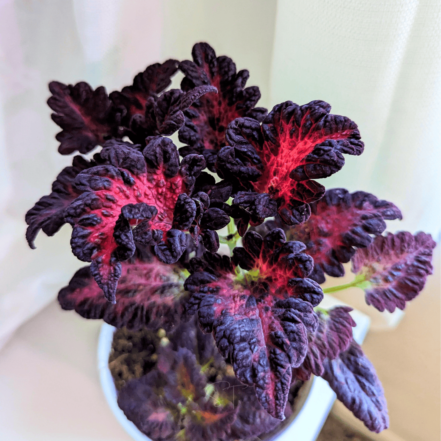Black Dragon Coleus ā 20 Seeds