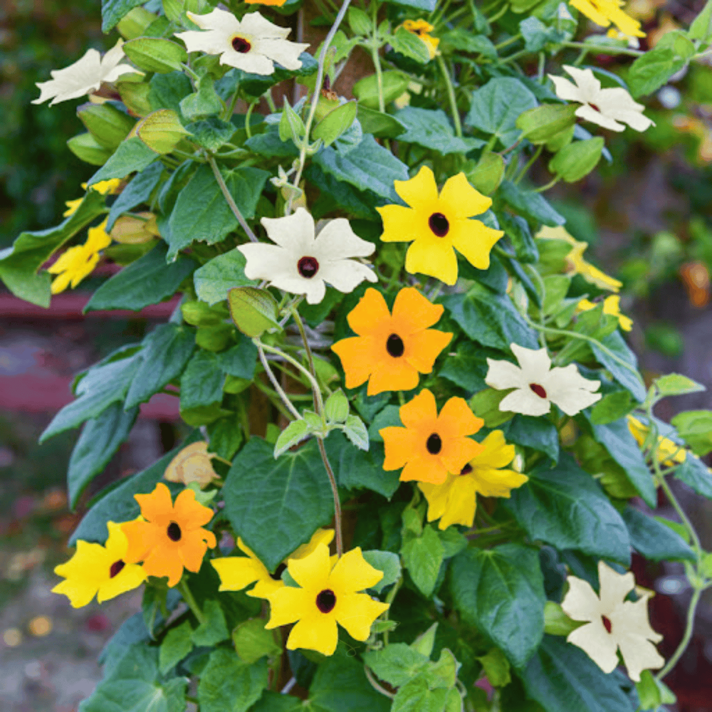 Black Eyed Susan Vine Mix ā 50 Seeds