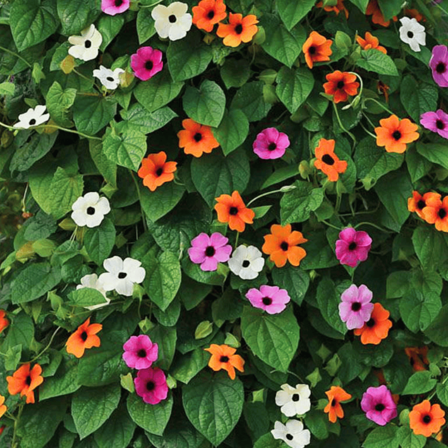 Black Eyed Susan Vine Mix ā 50 Seeds