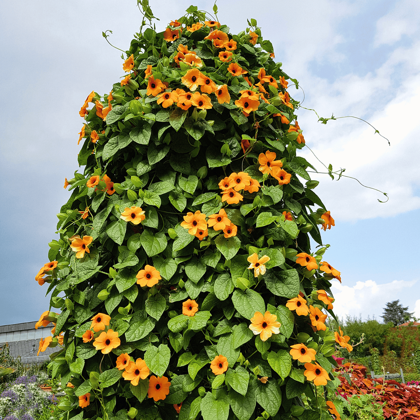 Black Eyed Susan Vine Mix ā 50 Seeds