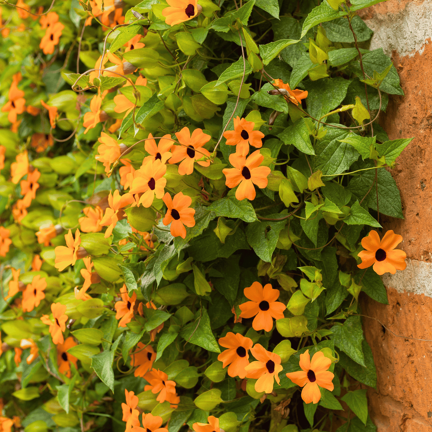 Black Eyed Susan Vine Mix ā 50 Seeds