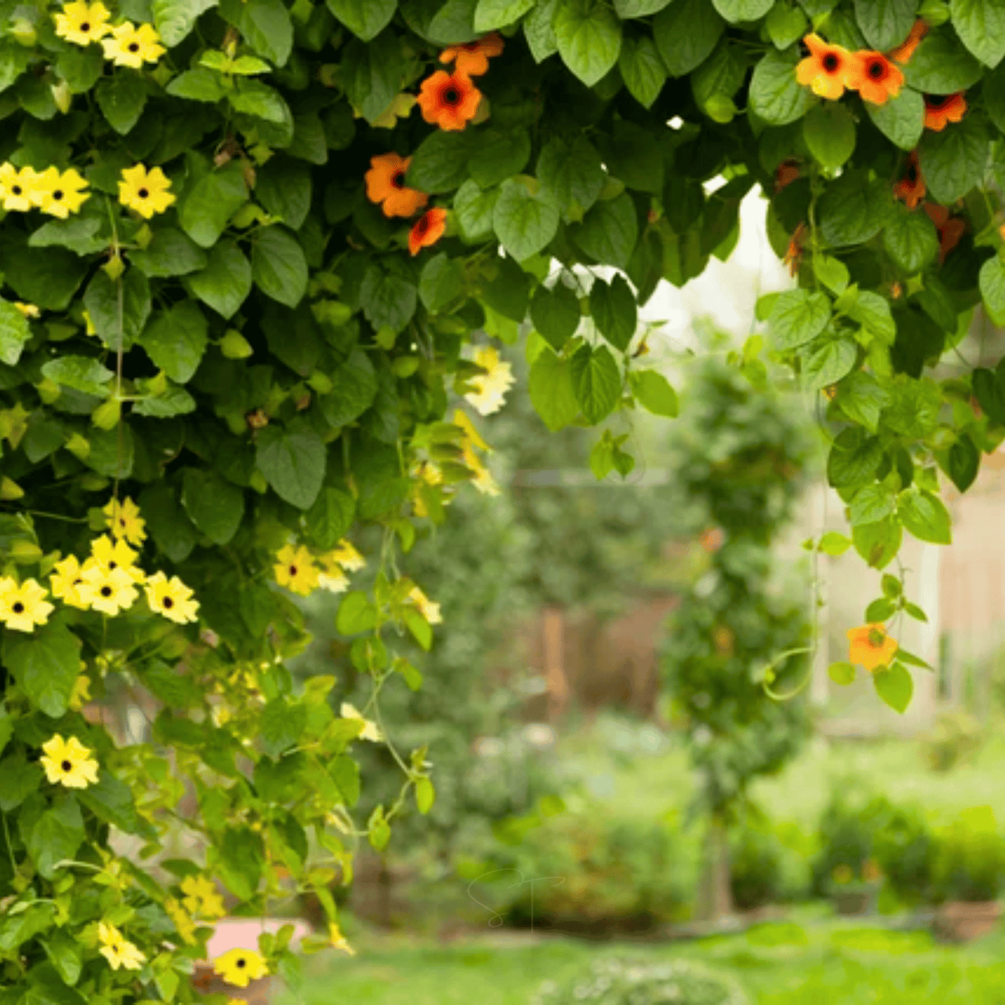 Black Eyed Susan Vine Mix ā 50 Seeds