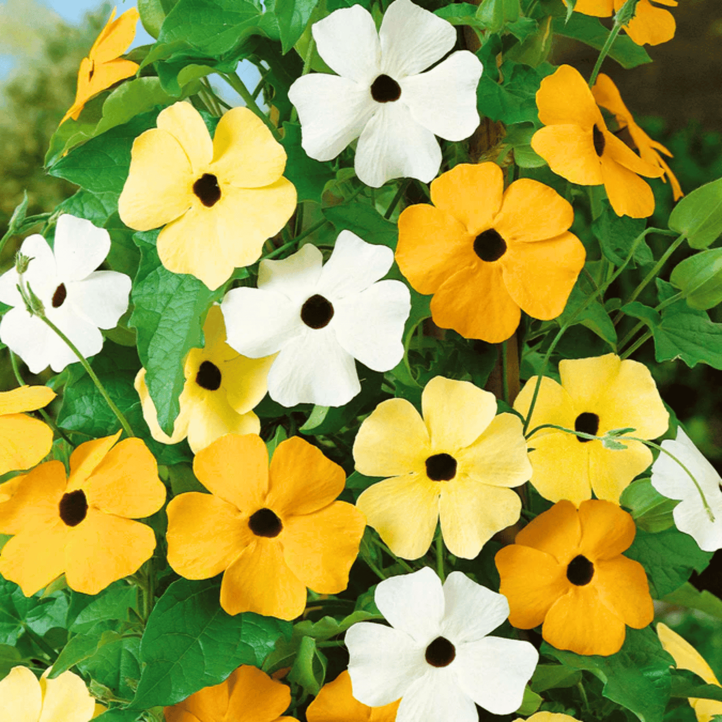 Black Eyed Susan Vine Mix ā 50 Seeds