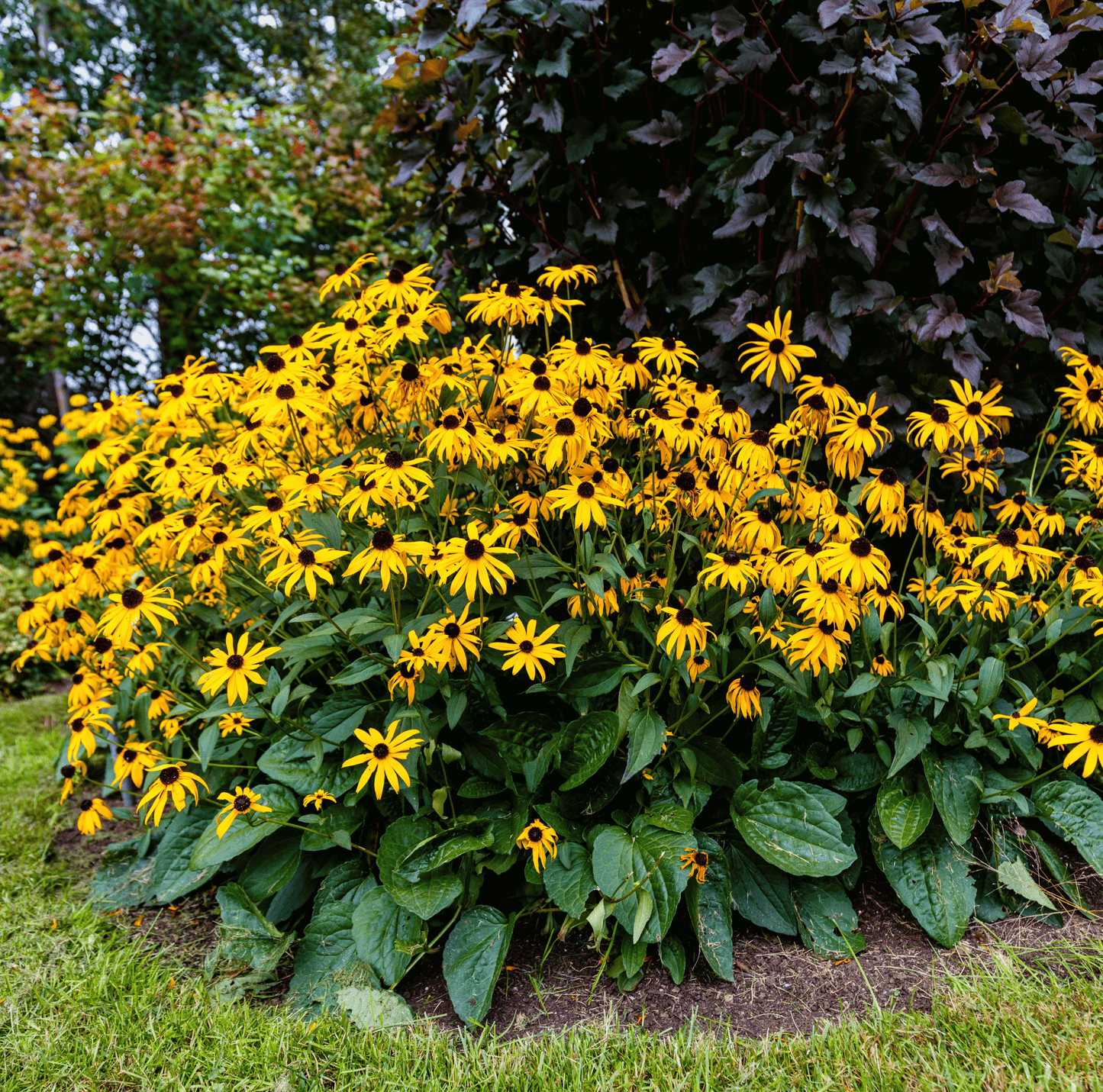 Black Eyed Susans ā 100 Seeds