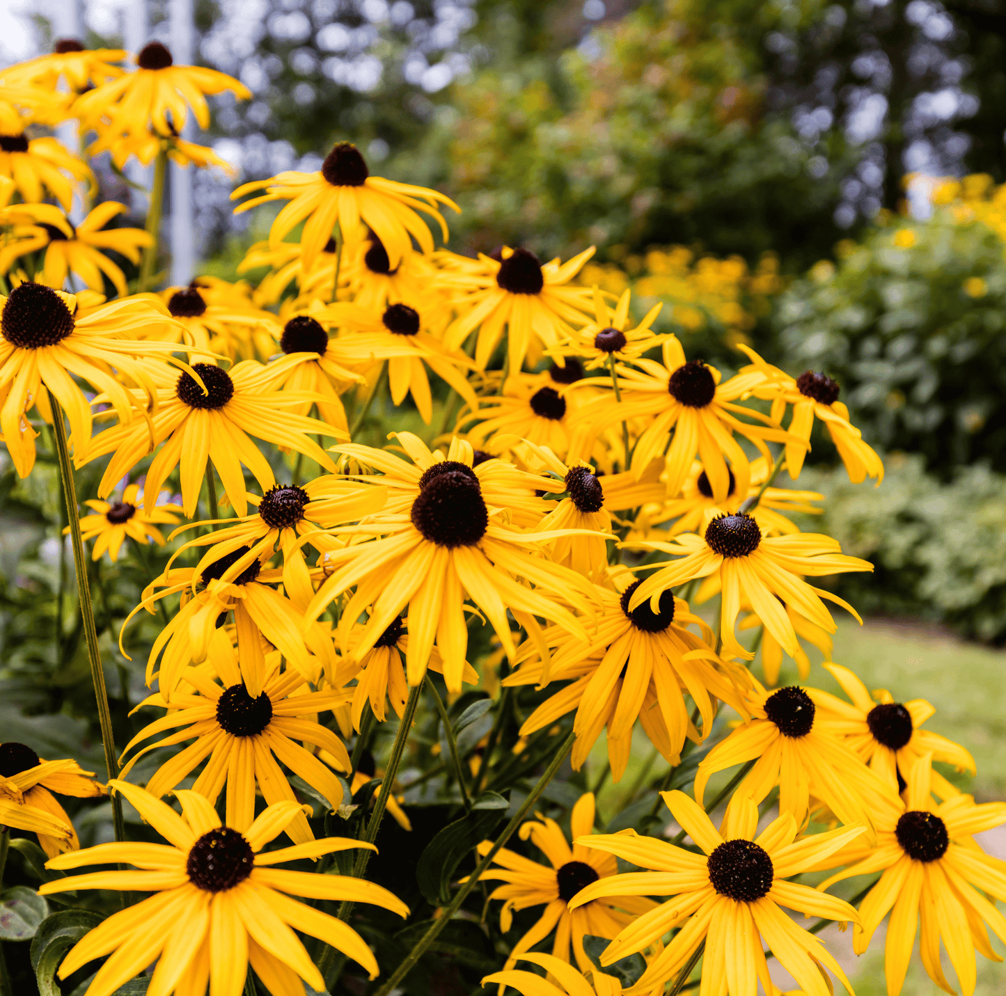 Black Eyed Susans ā 100 Seeds