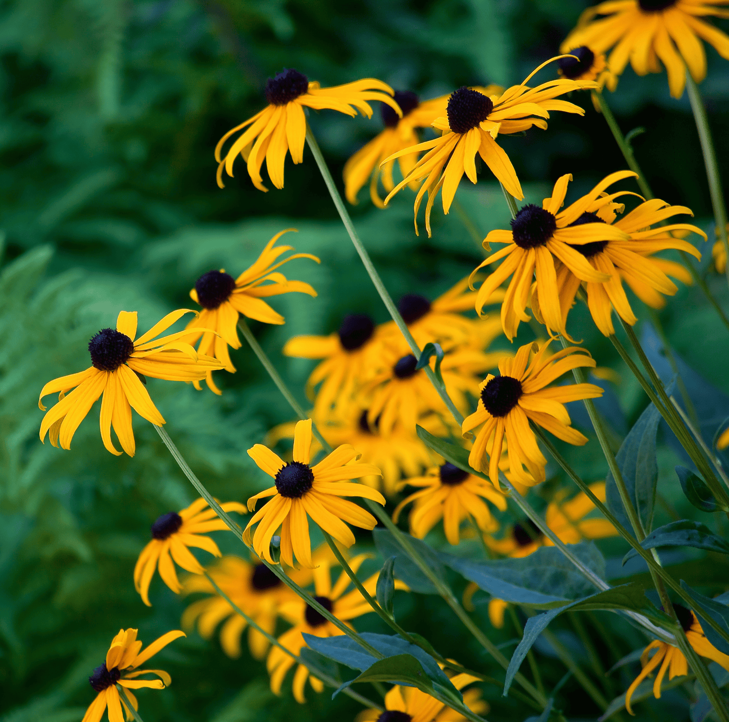 Black Eyed Susans ā 100 Seeds