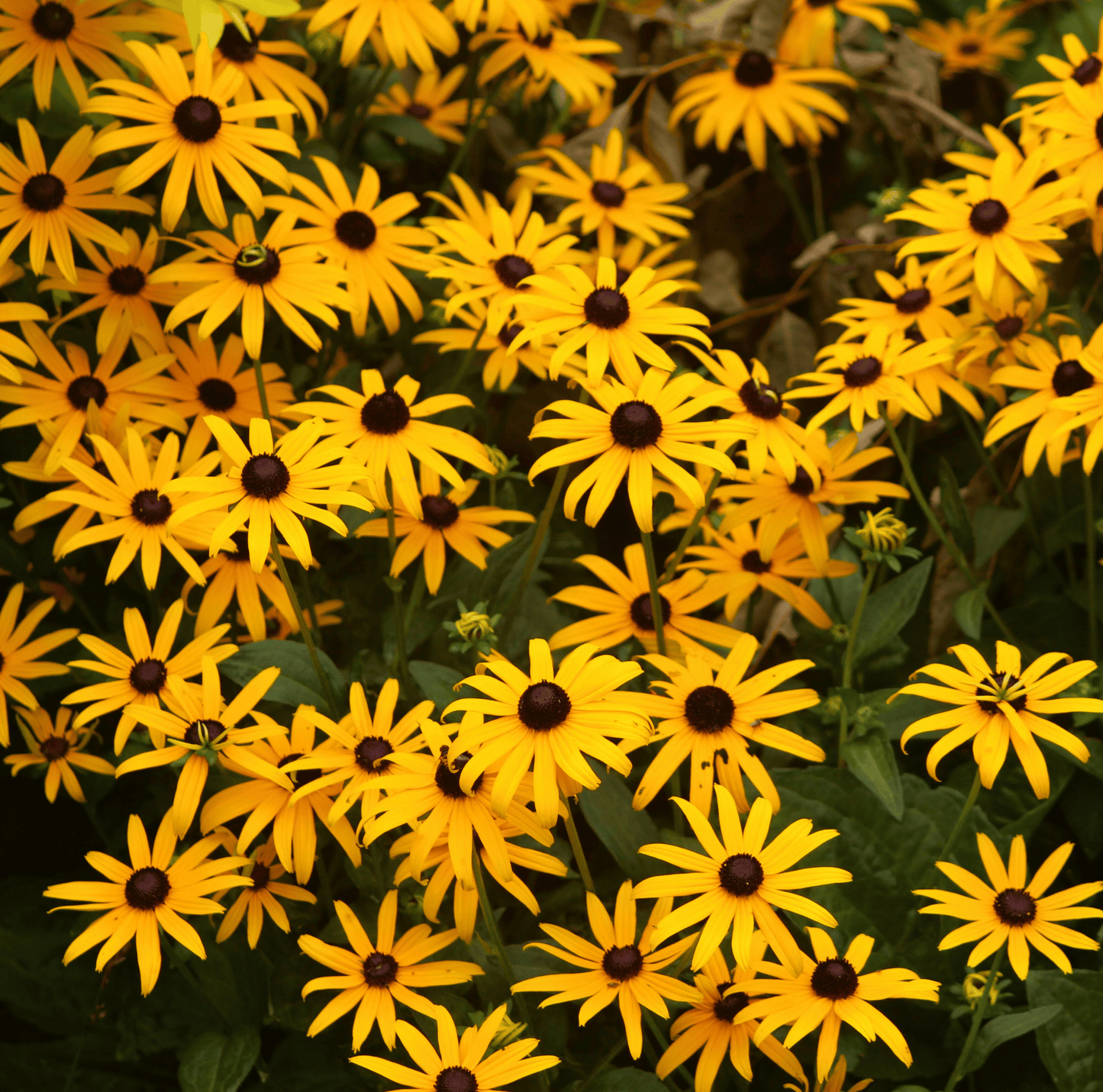 Black Eyed Susans ā 100 Seeds